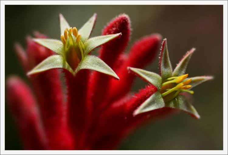 Kangaroo paw  (Anigozanthos)
