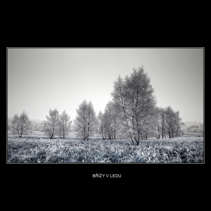 Břízy v ledu