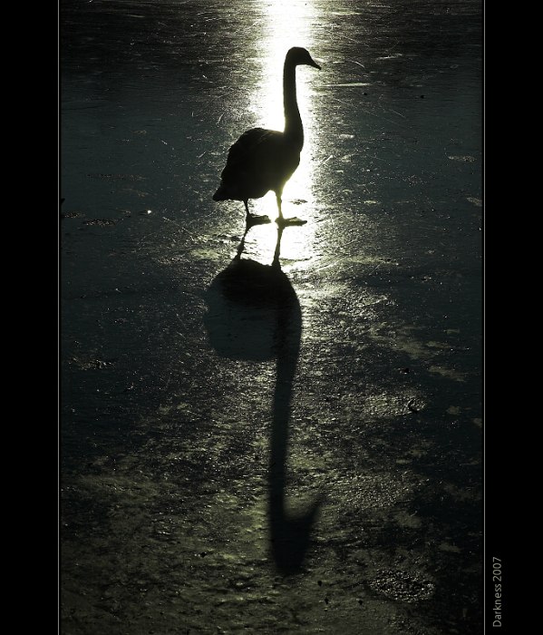 Donaldova temná strana