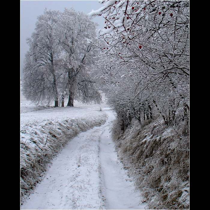 z odpolední procházky