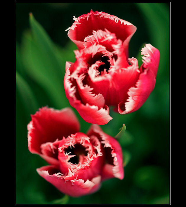 Tulipánová