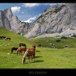 Na pastvě nad Filzmoos
