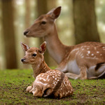 "U mámy jsem v bezpečí..!"