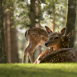 "Neboj, nikomu tě nedám!"