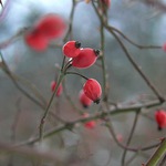 Last color in the year :)