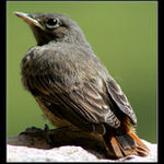 Birdie