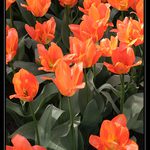 Tuli tuli tulipan