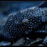 V modrém světle...