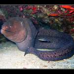 Egypt...murena v čisticí stanici...