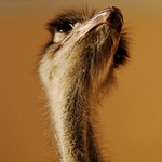 Pořád neučesanej....