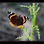 ,..síla protikladů...