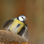 Sýkora modřinka (Parus caeruleus)