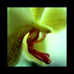 kúúúšček kvjecinky