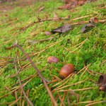 Pohádka z mechu a kapradí