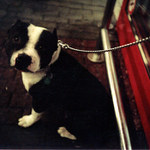 die gemüsesuppe čižmo'nˇ nummer eins (celkem smutnej pes)