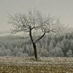 Zmrzlý strom