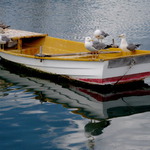 Okřídlení rybáři