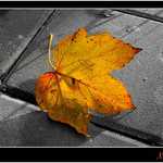 Jsem sám, ale šťastný.