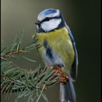Sýkora modřinka (Parus caeruleus) v dešti