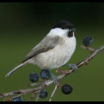 Sýkorka lužní (Parus montanus)