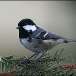 Sýkora uhelníček (Parus ater) - zmoklá