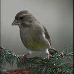 Zvonek zelený v dešti