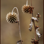 Dobrou ..... až do jara