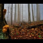 mlha stokrát jinak 027