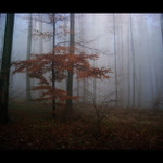 mlha stokrát jinak 029