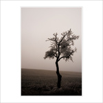 Vánoční stromeček pro všechny na PP