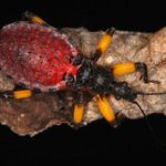 zákeřnice - Platymeris biguttata