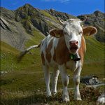 Jako tele na vrata ...