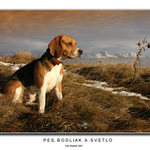 Pes, bodliak a svetlo