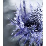 ...vánoční snění...