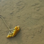 Jedna taková malá špindíra - pro radost...