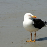 Racek nespolupracující (Rackus nonhelpus)