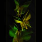 Golden-green birdwings II