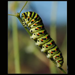 Odpočívající žravec...