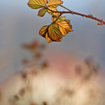 svatoštěpánský rej pod dohledem :)