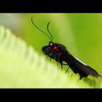 Insect in black