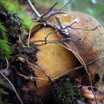 vzpomínka na podzim