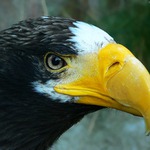 Orel Kamčatský (ZOOpark Chomutov)
