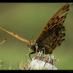 Rytířova zbroj po boji