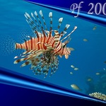 Pf 2008