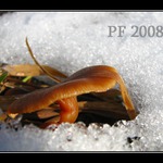 Už rostou...  pf 2008