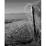 Z decembrových polí