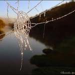 Pavouci asi nemaji radost