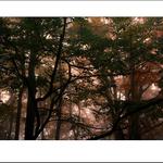 jesenná mlhovka III...