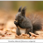 veverka