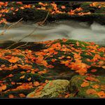 podzimní potůček (8)